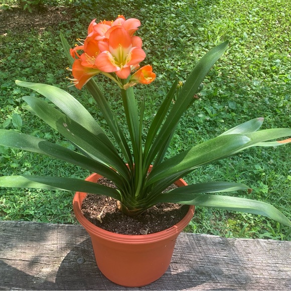 Meet your Posher, Jan - Picture 12 of 16